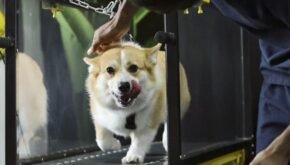 Perros de los Emiratos 脕rabes Unidos disfrutan de un entrenamiento con aire acondicionado mientras las temperaturas suben